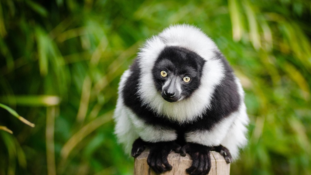Wie heißen die Pinguine aus Madagaskar?