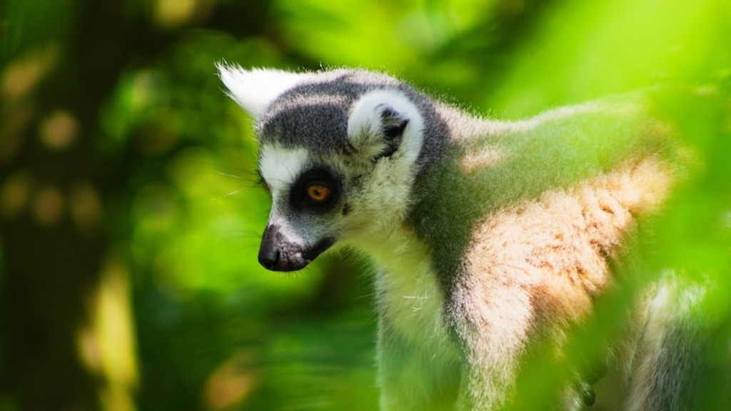 Was sind die gefährlichsten Tiere in Madagaskar?